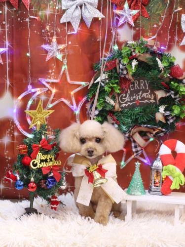 20231210うたちゃん